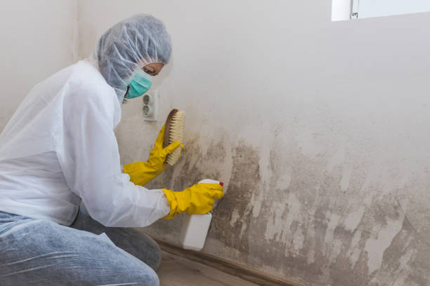 Best DIY Mold Remediation Support Services in Elwood, UT