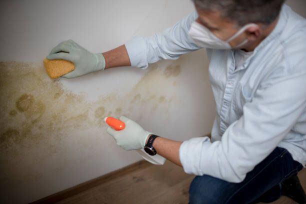 Best Health and Safety Mold Remediation in Elwood, UT