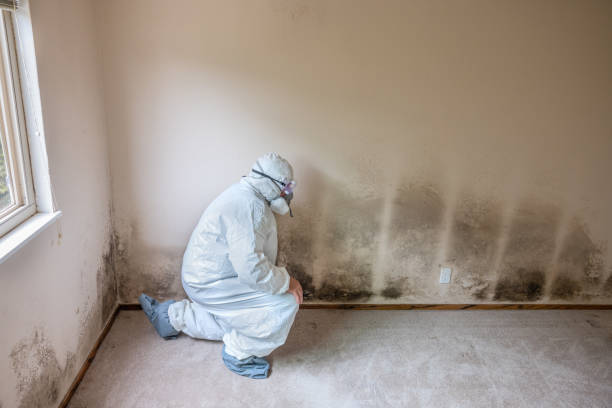 Best Commercial Mold Remediation in Elwood, UT