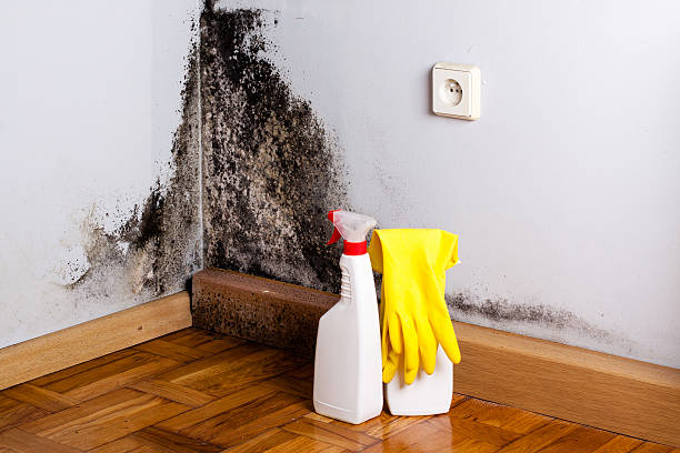 Best Residential Mold Remediation in Elwood, UT